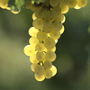 Torrita di Siena, l'uva nel vigneto.