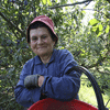 FOIANO DELLA CHIANA, PICKING PLUMS ALONG THE PATH OF THE RECLAIMED LAND
