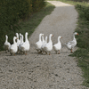 'Oci' (GEESE) OF VAL DI CHIANA... STROLLING ALONG THE CANAL 